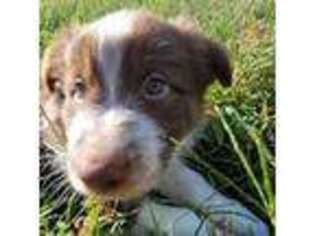 Border Collie Puppy for sale in Martinsville, VA, USA