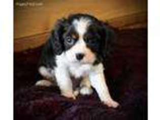 Cavalier King Charles Spaniel Puppy for sale in Asheville, NC, USA
