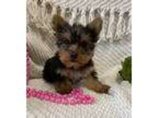 Yorkshire Terrier Puppy for sale in Warsaw, NY, USA
