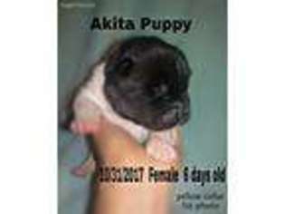Akita Puppy for sale in Mount Hope, WV, USA
