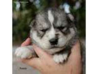 Siberian Husky Puppy for sale in North Port, FL, USA