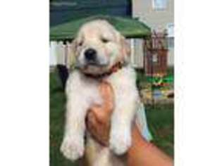 Golden Retriever Puppy for sale in Humbird, WI, USA