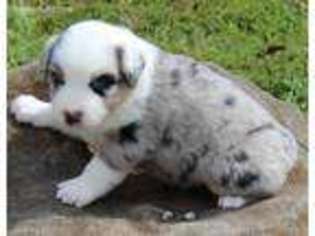 Australian Shepherd Puppy for sale in Monroe, TN, USA