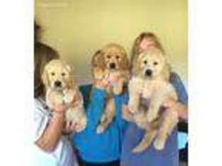 Golden Retriever Puppy for sale in Madison, GA, USA