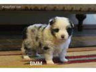 Miniature Australian Shepherd Puppy for sale in Los Lunas, NM, USA