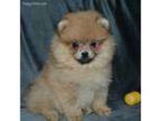 Pomeranian Puppy for sale in Washington, DC, USA