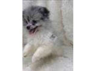 Pomeranian Puppy for sale in Gulfport, MS, USA