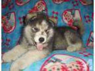 Siberian Husky Puppy for sale in BRIGHTON, MI, USA