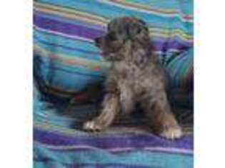 Mutt Puppy for sale in Bourbon, IN, USA