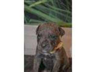 Cane Corso Puppy for sale in Greenville, OH, USA