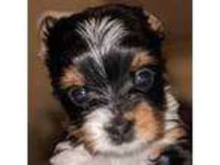 Biewer Terrier Puppy for sale in Tacoma, WA, USA