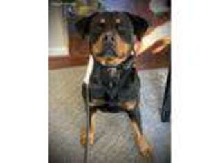 Rottweiler Puppy for sale in Fairview, TN, USA