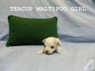 Mutt Puppy for sale in ALLISON PARK, PA, USA