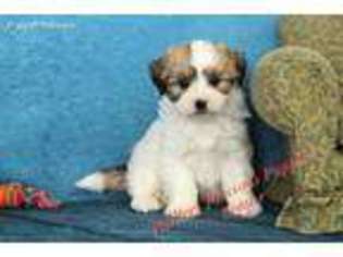 Coton de Tulear Puppy for sale in Hickory, NC, USA