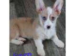 Cardigan Welsh Corgi Puppy for sale in Apple Valley, CA, USA