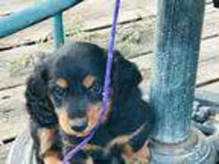 Dachshund Puppy for sale in Arvada, CO, USA