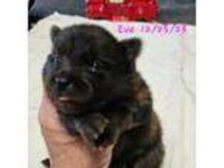 Pomeranian Puppy for sale in Elizabeth City, NC, USA