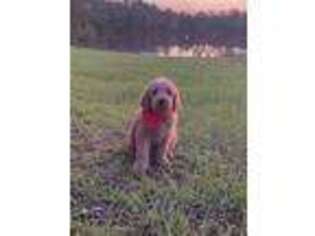 Goldendoodle Puppy for sale in Tifton, GA, USA
