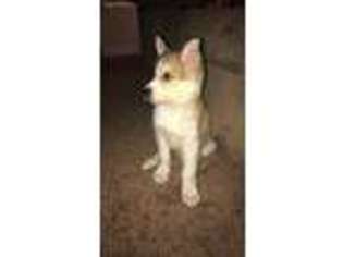 Siberian Husky Puppy for sale in Lorain, OH, USA