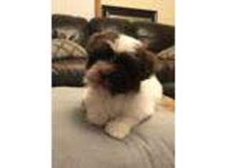 Havanese Puppy for sale in Zillah, WA, USA