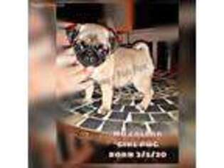 Pug Puppy for sale in Crosby, TX, USA