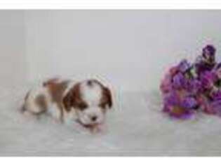 Cavalier King Charles Spaniel Puppy for sale in Neelyville, MO, USA