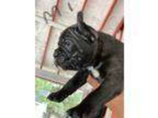 French Bulldog Puppy for sale in Newton Grove, NC, USA