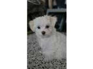Maltese Puppy for sale in Aurora, IL, USA