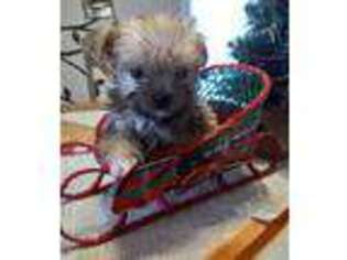 Mutt Puppy for sale in Black River, NY, USA
