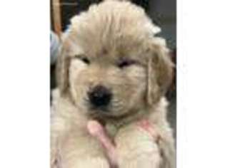 Golden Retriever Puppy for sale in Elkins, WV, USA