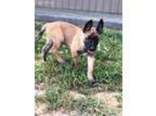 Belgian Malinois Puppy for sale in Springfield, KY, USA