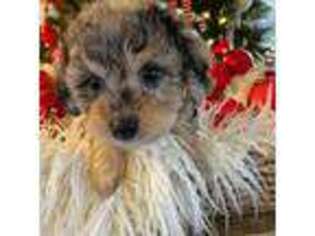 Mutt Puppy for sale in Collierville, TN, USA