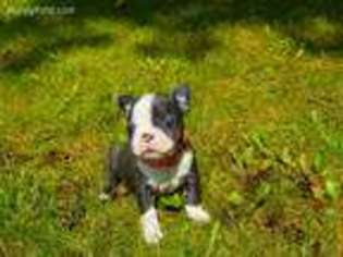 Boston Terrier Puppy for sale in Millersburg, MI, USA