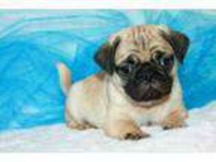 Pug Puppy for sale in Hawarden, IA, USA