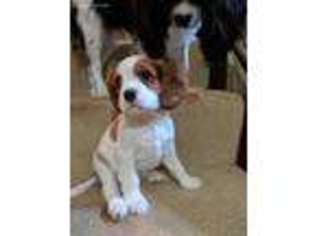 Cavalier King Charles Spaniel Puppy for sale in Endicott, NY, USA
