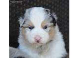 Australian Shepherd Puppy for sale in Wichita Falls, TX, USA