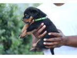 Rottweiler Puppy for sale in Fairfield, CA, USA