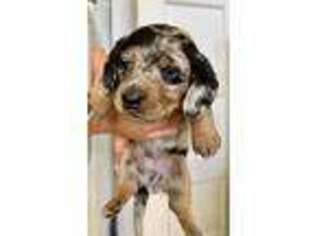 Dachshund Puppy for sale in Pasadena, CA, USA