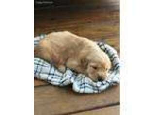 Golden Retriever Puppy for sale in Crockett, VA, USA