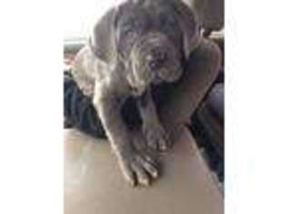 Neapolitan Mastiff Puppy for sale in Dansville, NY, USA