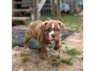 Olde English Bulldogge Puppy for sale in Viola, AR, USA