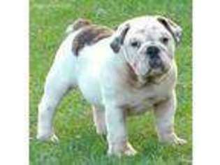 Bulldog Puppy for sale in Blue Ridge, TX, USA