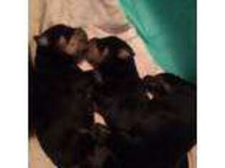 Rottweiler Puppy for sale in Monticello, FL, USA