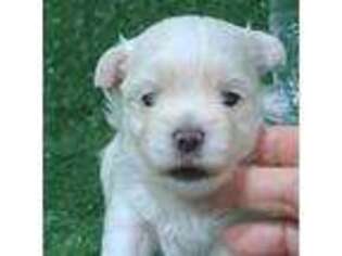 Maltese Puppy for sale in Aurora, MO, USA