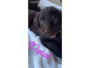 Labradoodle Puppy for sale in Brazil, IN, USA
