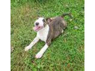 Bull Terrier Puppy for sale in Maysville, KY, USA