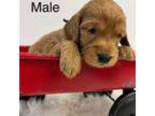 Goldendoodle Puppy for sale in Boaz, AL, USA