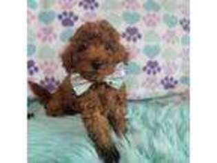 Maltese Puppy for sale in Belmont, MI, USA
