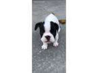 French Bulldog Puppy for sale in Crown Point, IN, USA
