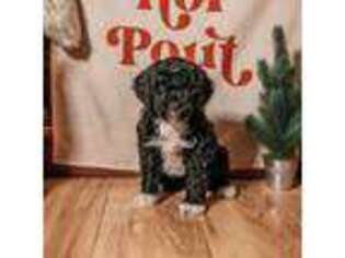 Portuguese Water Dog Puppy for sale in Hanover, PA, USA